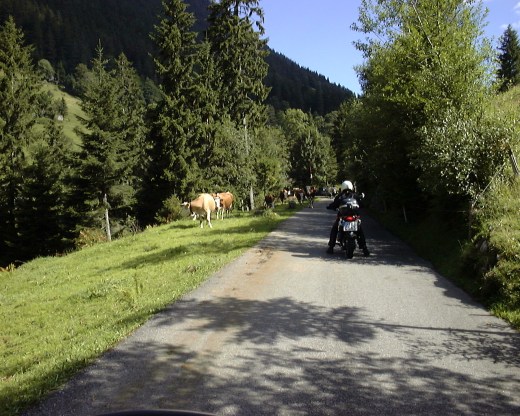 bikes and cows