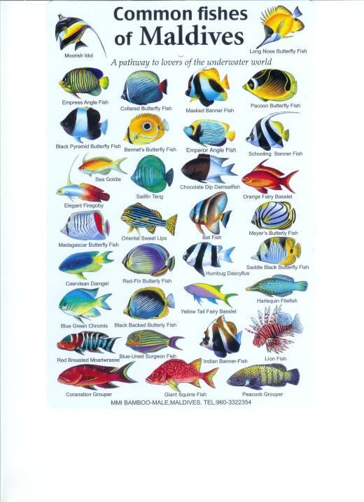 Maldives Fishes 001