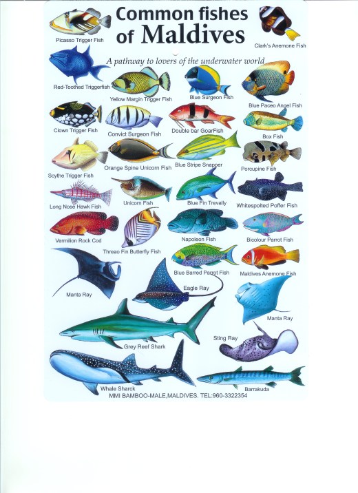 Maldives Fishes
