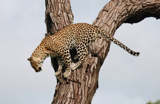 Botswana 2011, Nikon 1147