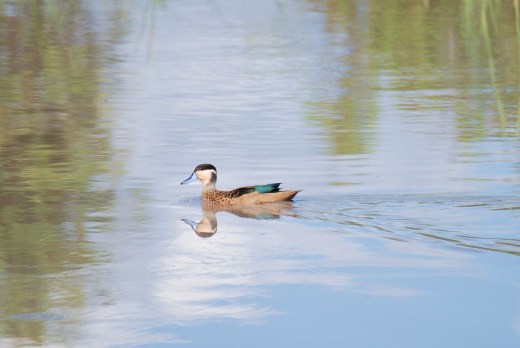 Botswana 2011, Nikon 1230