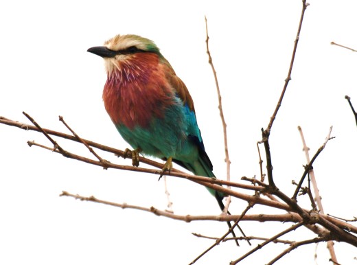Botswana 2011, Nikon 844
