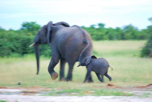 elephant baby running