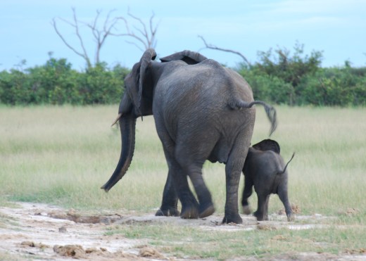 elephant mom and baby