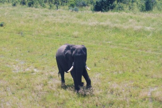 elephant on the runway