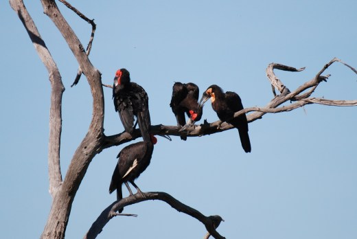 ground hornbills (2)