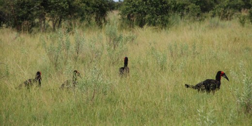 ground hornbills