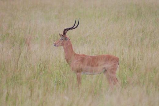 impala being stalked