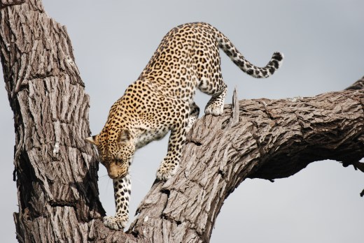 leopard climbing down