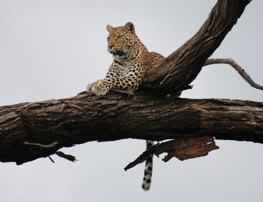 leopard lounging
