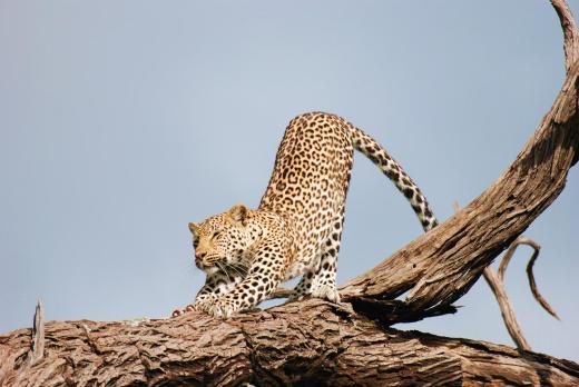 leopard stretching