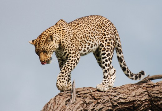 leopard walking