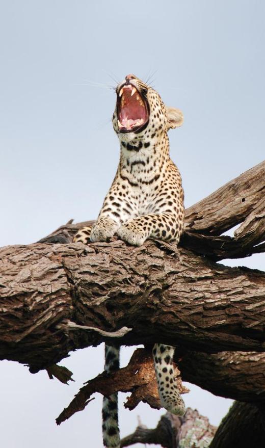 leopard yawning