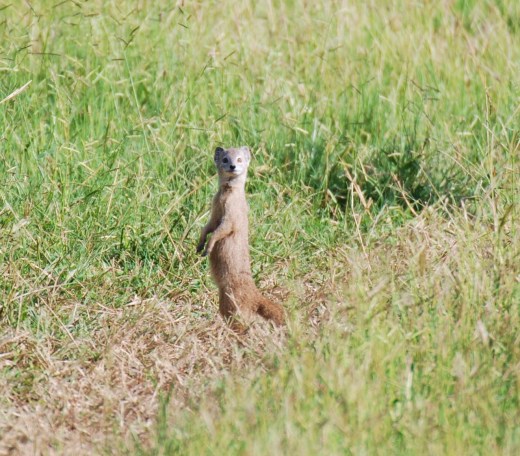 yellow mongoose