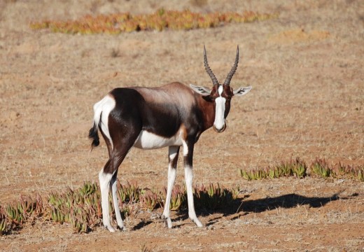 bontebok