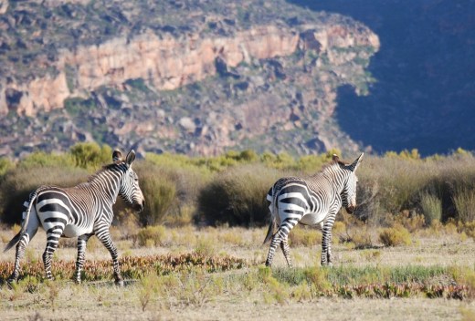 cape mtn zebra 1