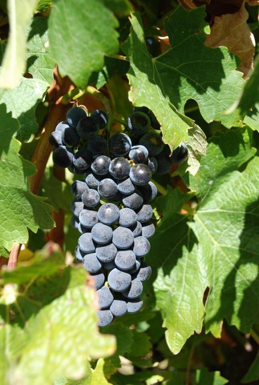 grapes