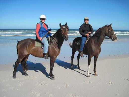 horses on the beach