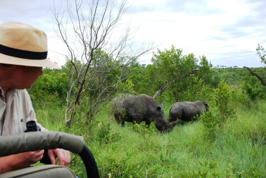 Augie watching the White Rhinos.