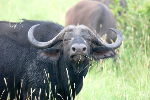 cape buffalo