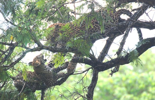 Hlabakuzi playing with cub