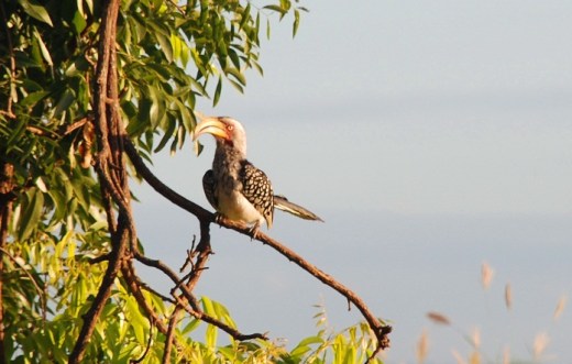 hornbill
