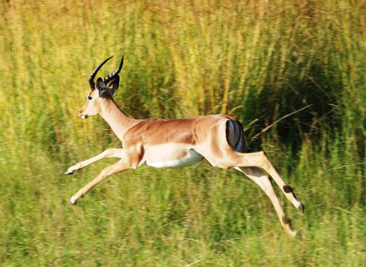 impala in flight