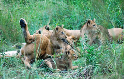 lion family