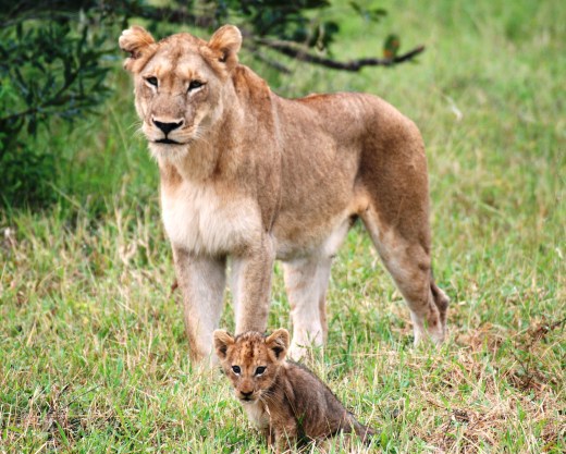 lioness and cub