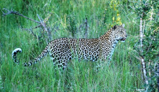 Metzi calling her cub