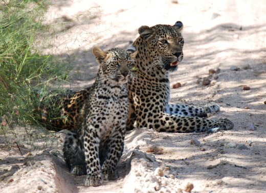 leopard with cub