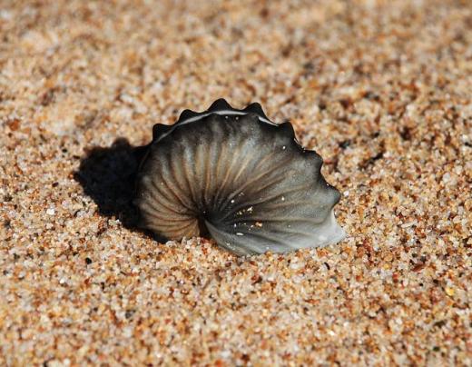 The Paper Nautilus I found while walking the beach the morning of March 4th