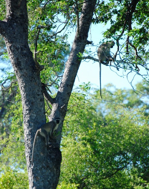 Vervet monkeys in the trees by the Sand River