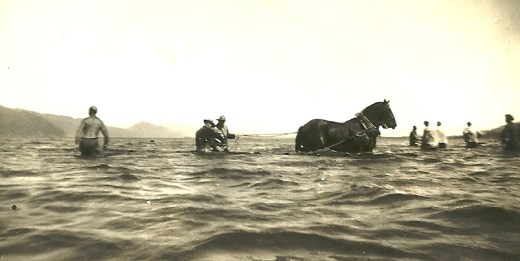Horse seining on the Columbia River (from my mother's collection)