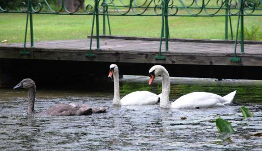 Swans in the gardens and parks of Drottningholm