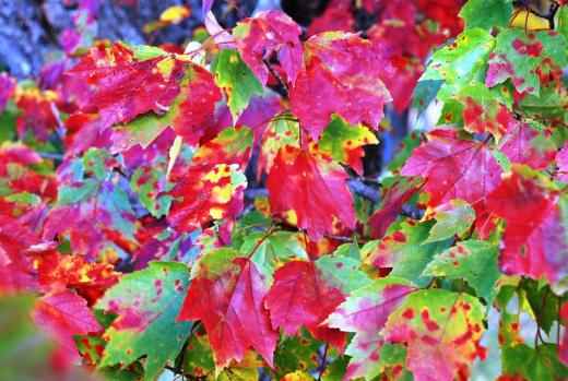 colorful leaves