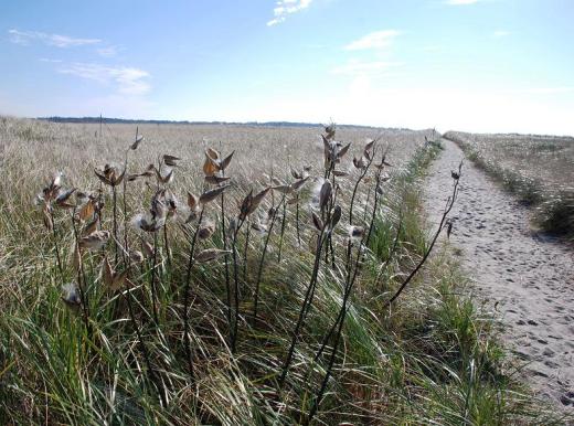 Trail to Old Orchard Beach