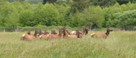 Elk in our field.