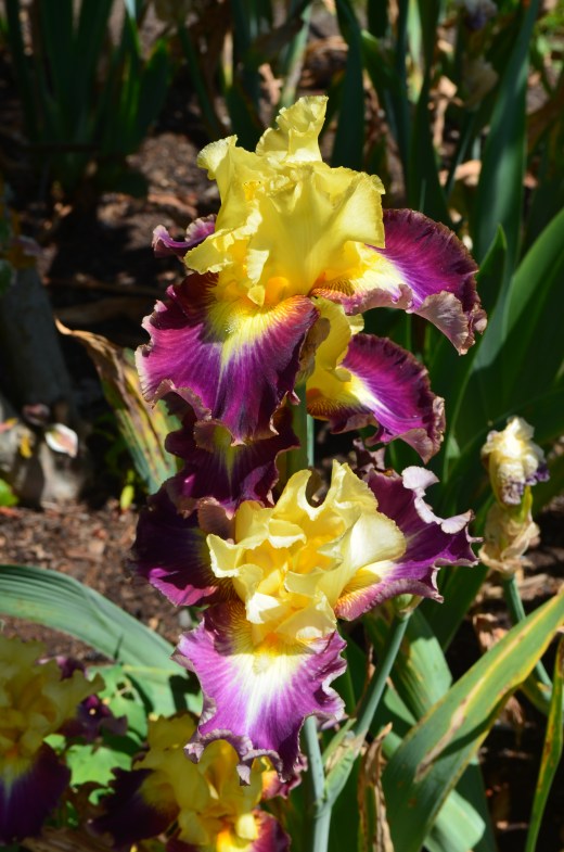 iris