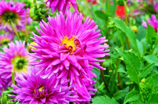 The blueberry farm also sold dahlias for 25 centers per stem