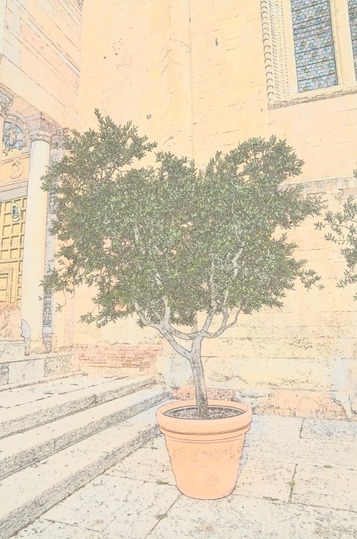A photo of an olive tree in the Piazza Duomo in Verona, using color sketch by Nikon