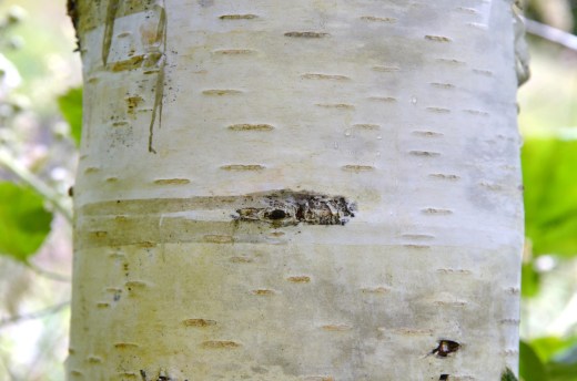 birch tree bark