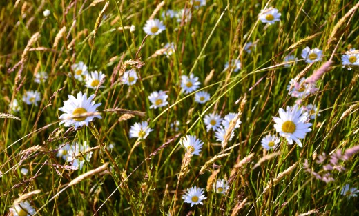 Daisies in the field
