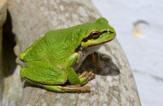 Even the frogs are pretty colors in the Spring