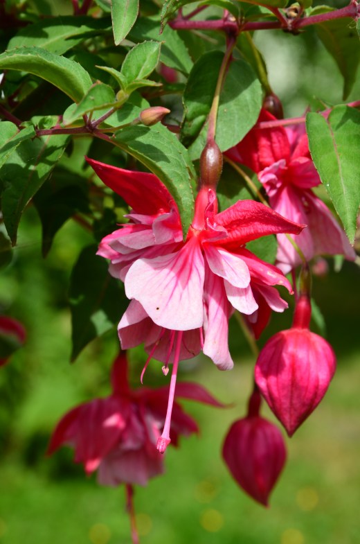 fuschia