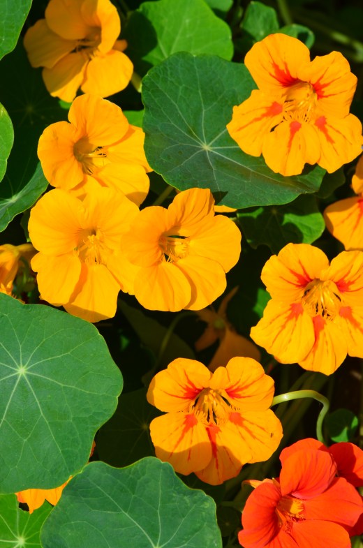 nasturiums