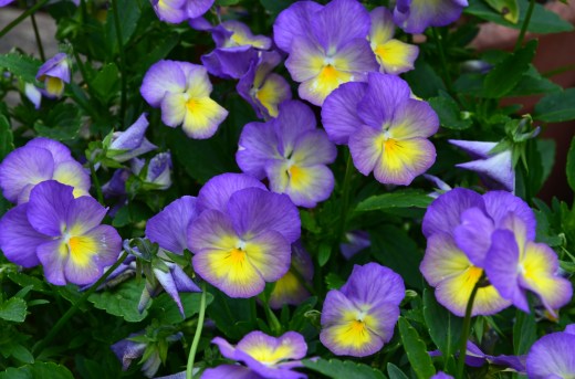 pansies