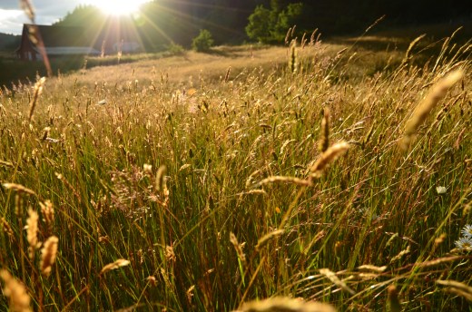 sunset hayfield