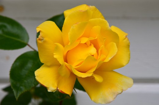 yellow rose