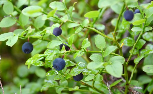 Wild blueberries